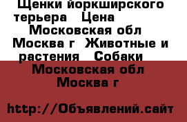 Щенки йоркширского терьера › Цена ­ 10 000 - Московская обл., Москва г. Животные и растения » Собаки   . Московская обл.,Москва г.